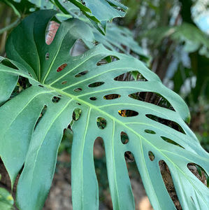 Meet your Posher, Mia